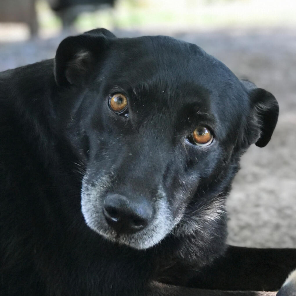 Osa, 8 años