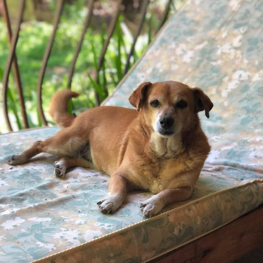 Simpi, 12 años
