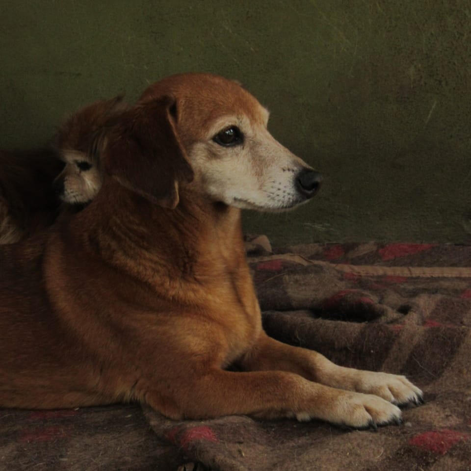 Salchi, 10 años