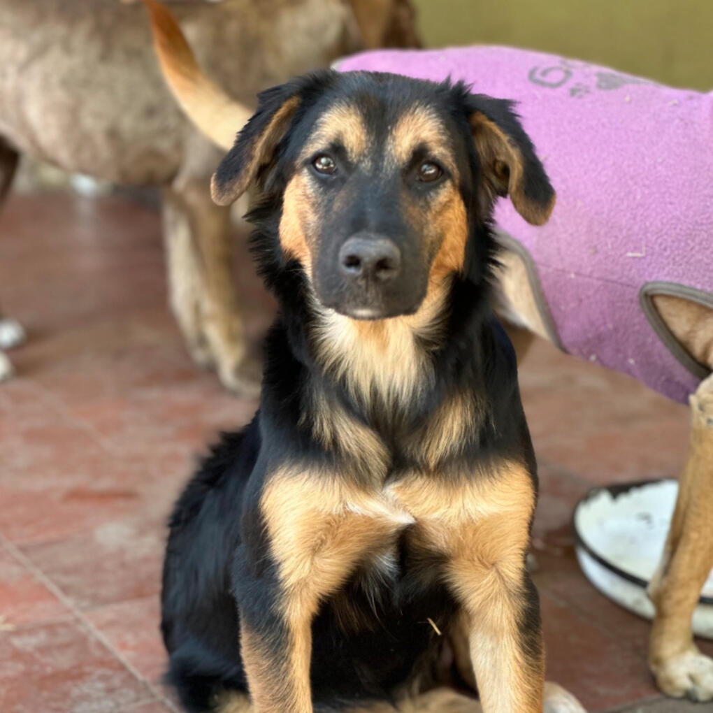 Zari, 1 año