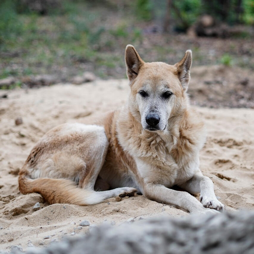 Roffo, 10 años