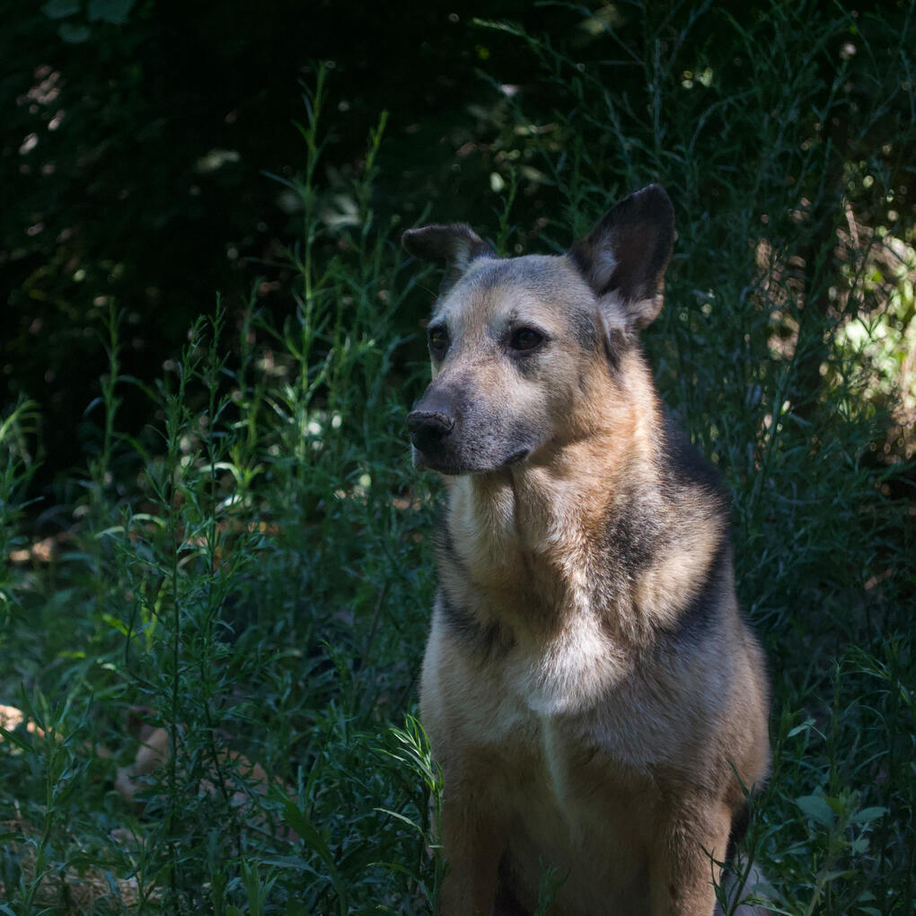 Xipo, 9 años
