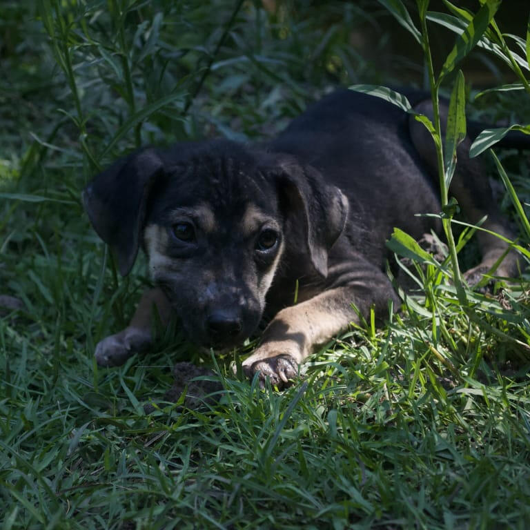 Comadrejo, 2 meses